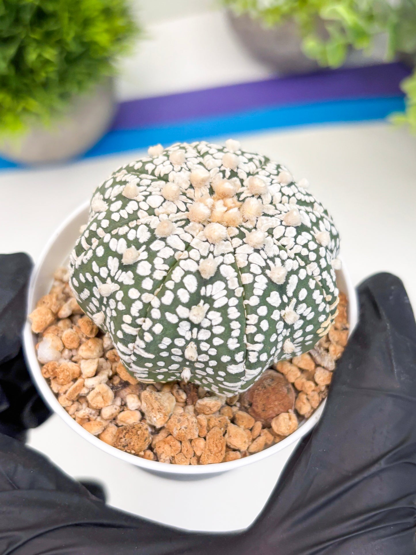 Astrophytum Super Kabuto (t12) (r1) | 3" Pot