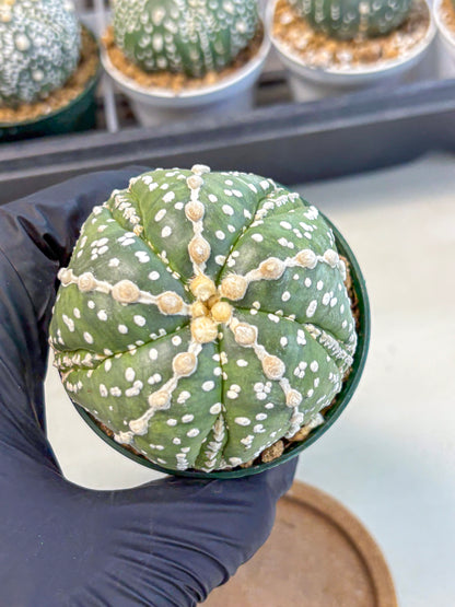 Astrophytum 5-Ribs (at7) (r2) | Living Rocks