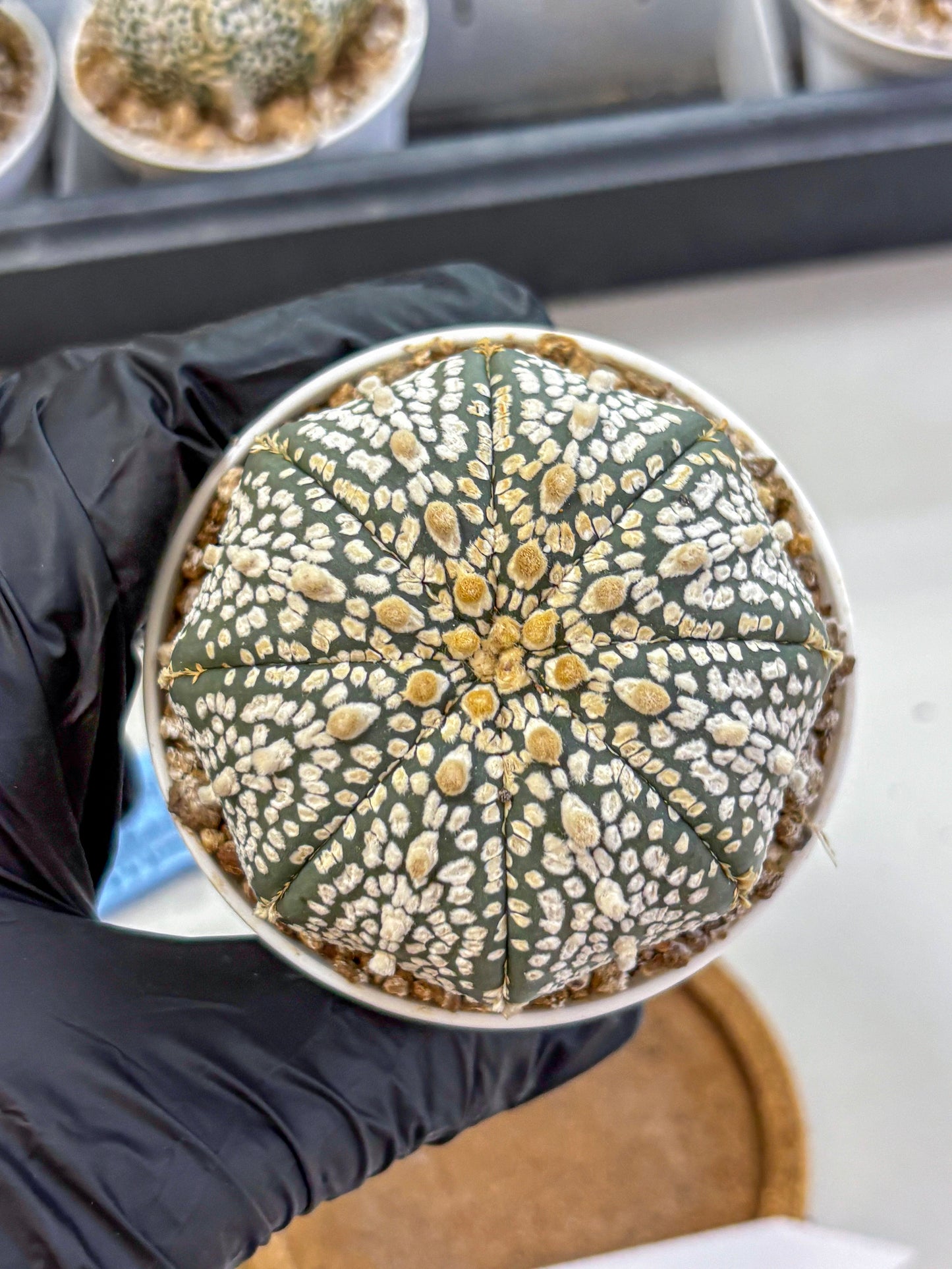 Astrophytum Super Kabuto (at1) (15) | Collection Plant | Rare Cactus