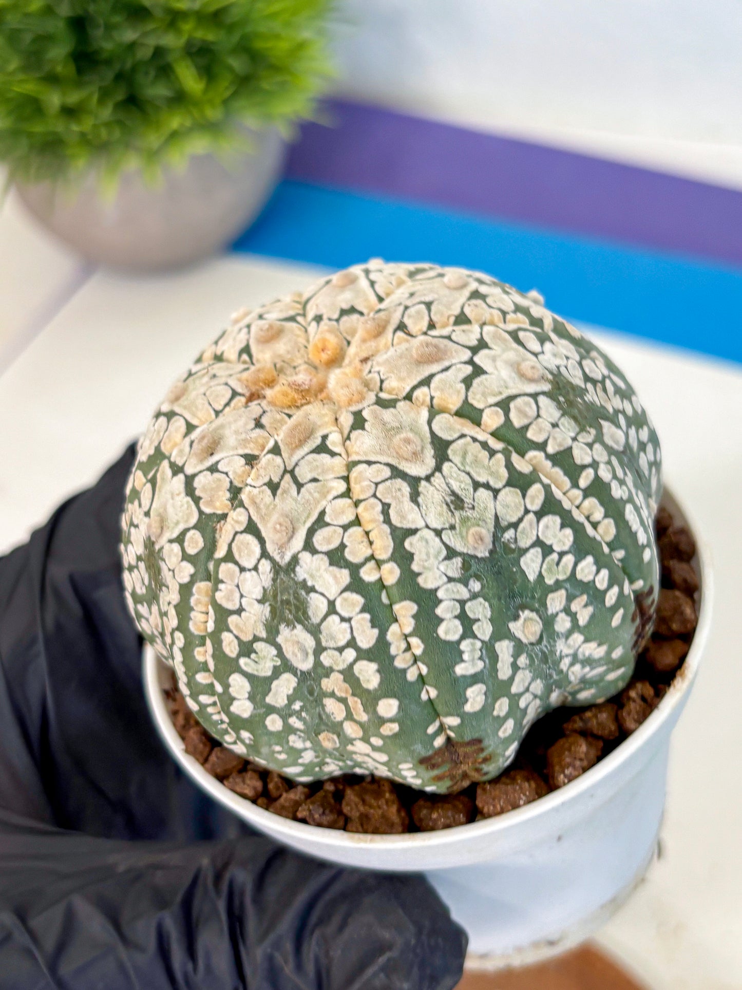 Astrophytum V Type (at4) (15) | Star Cactus