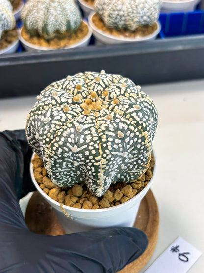 Astrophytum Star Shape (at3) (r6) | Rare Cactus