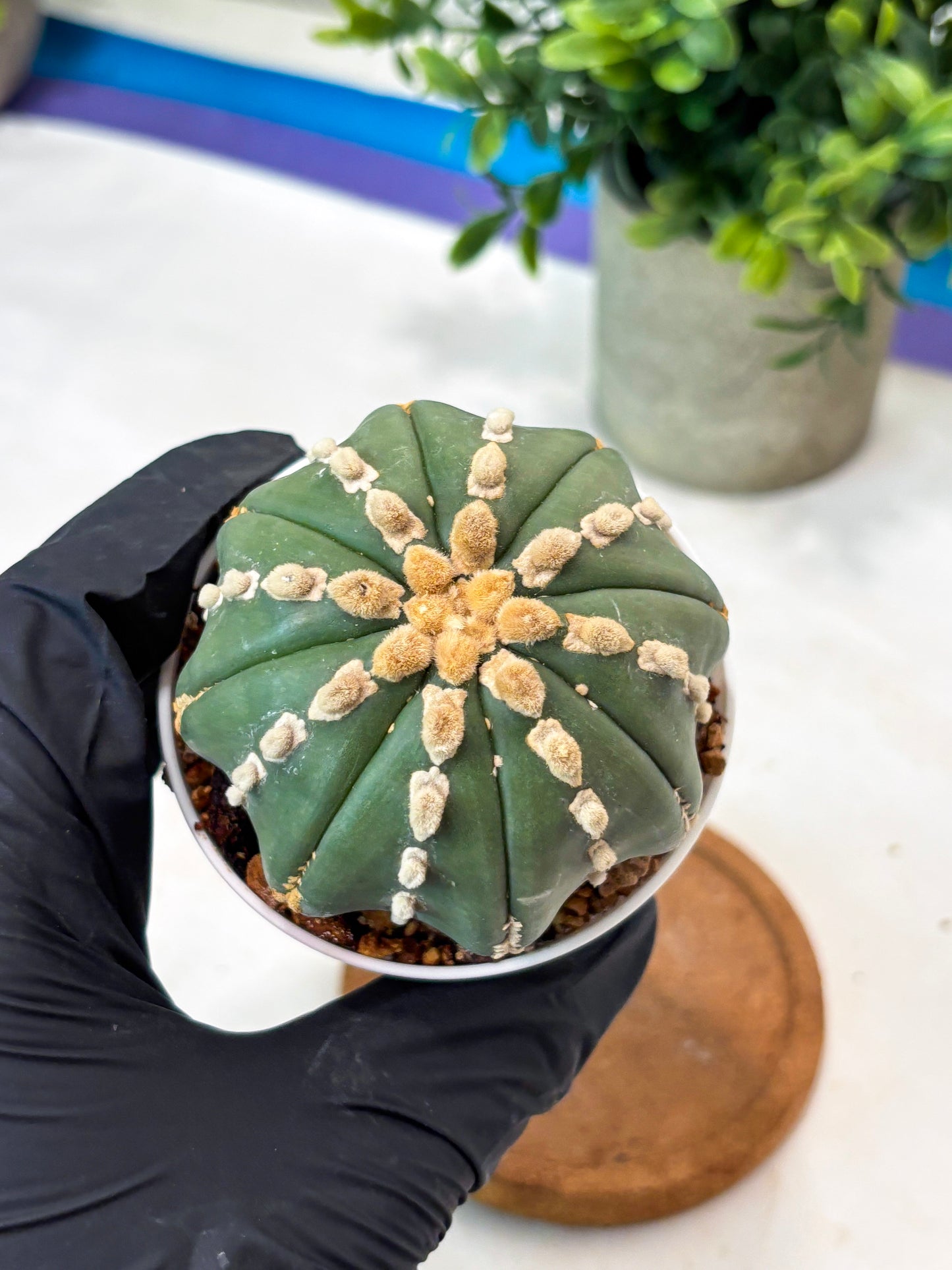 Astrophytum V-Type Nudum (T9) (p6) | Imported Plants