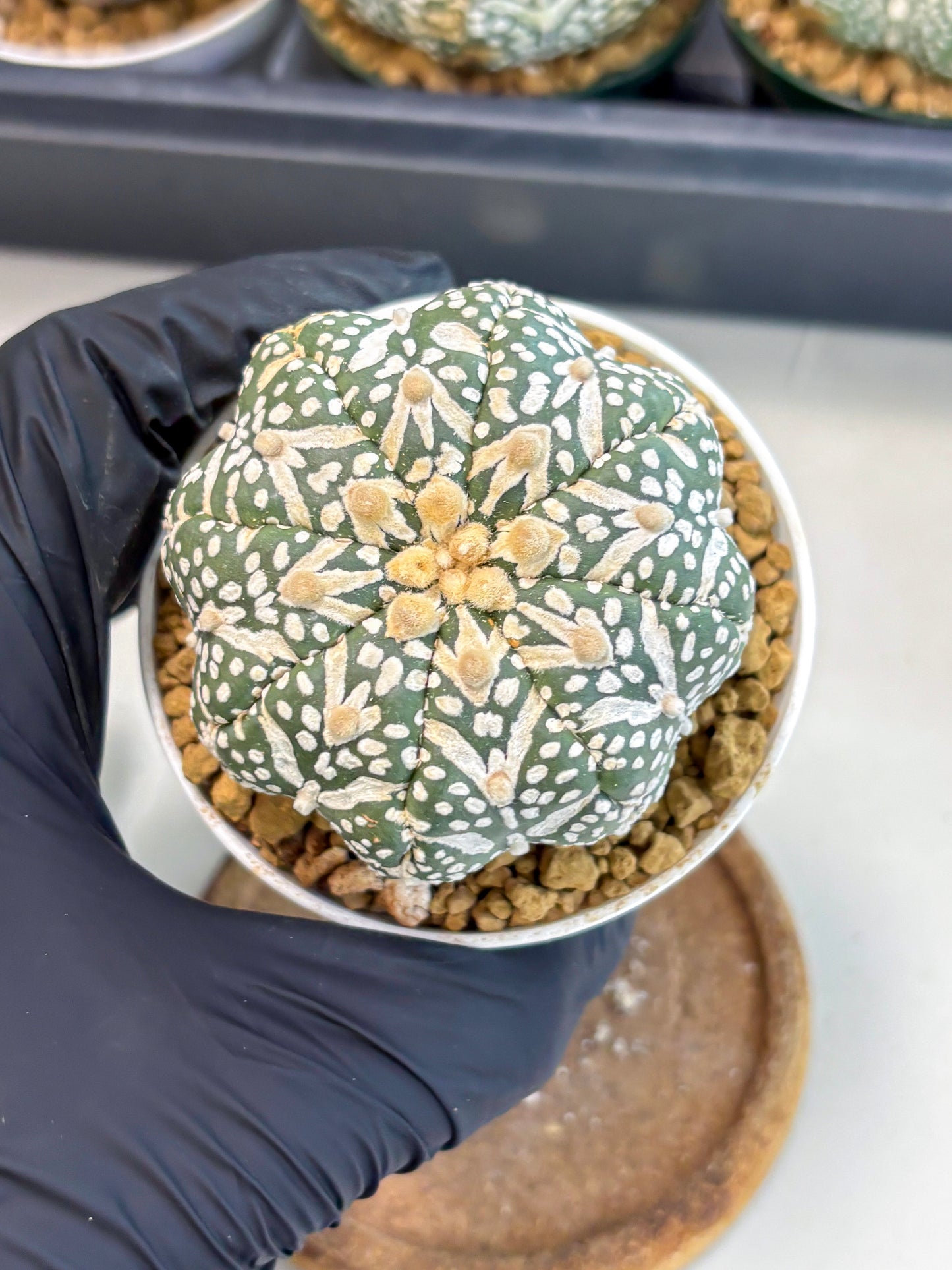 Astrophytum V-Type (at6) (r7) | Rare Star Cactus
