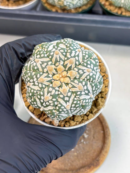Astrophytum V-Type (at6) (r7) | Rare Star Cactus