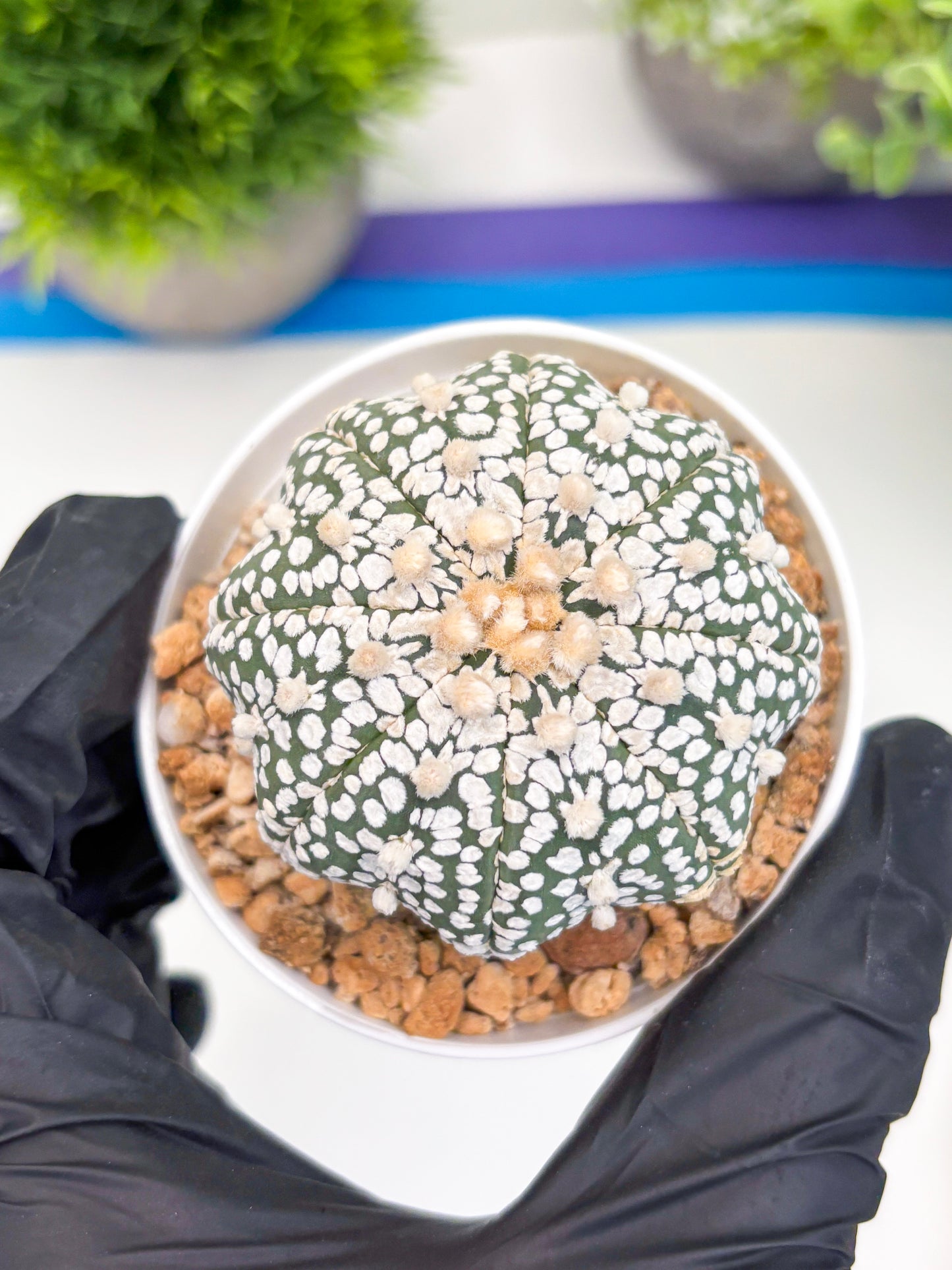 Astrophytum Super Kabuto (t12) (r1) | 3" Pot