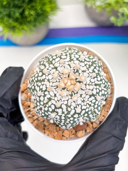 Astrophytum Super Kabuto (t12) (r1) | 3" Pot