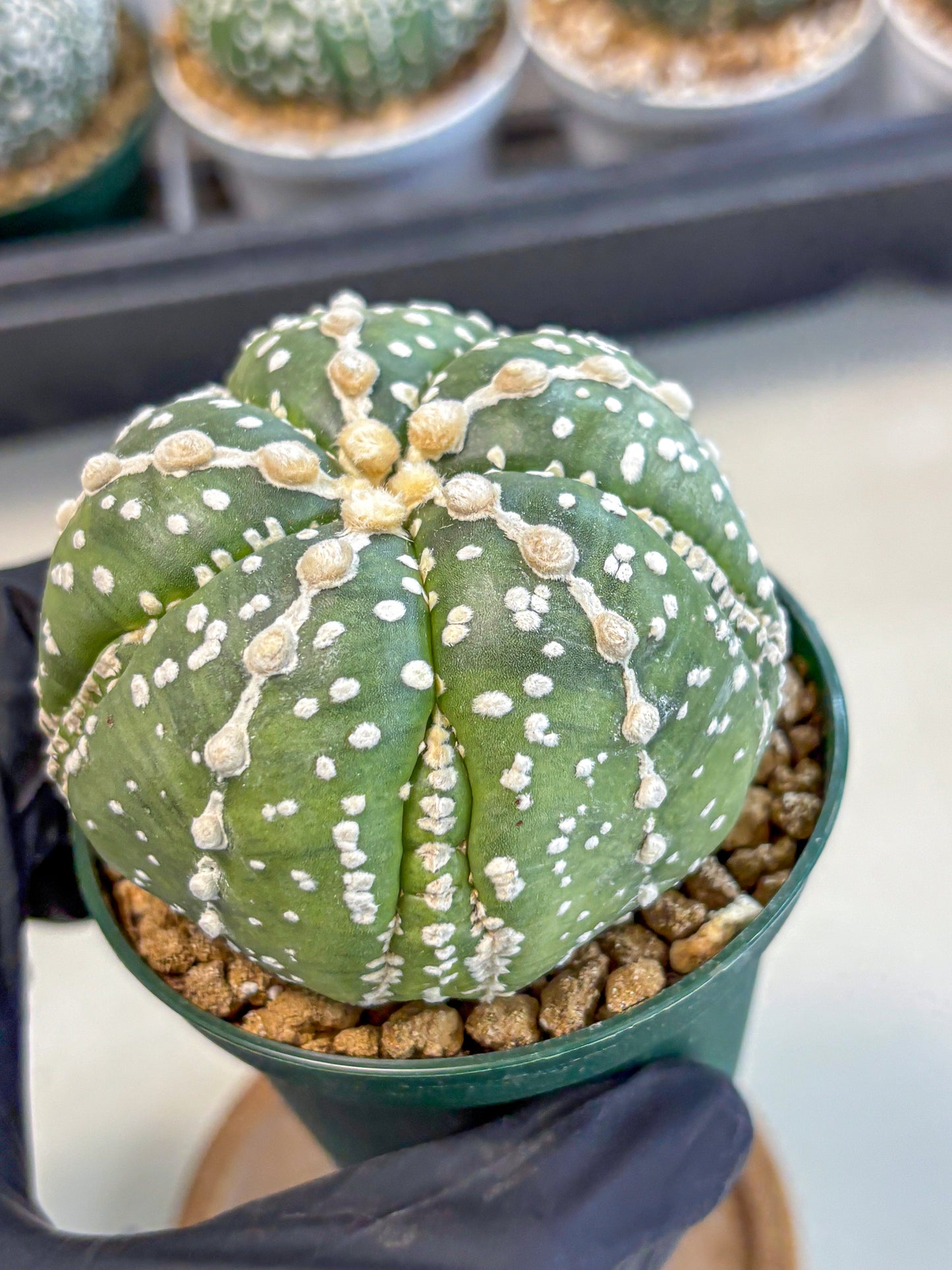Astrophytum 5-Ribs (at7) (r2) | Living Rocks