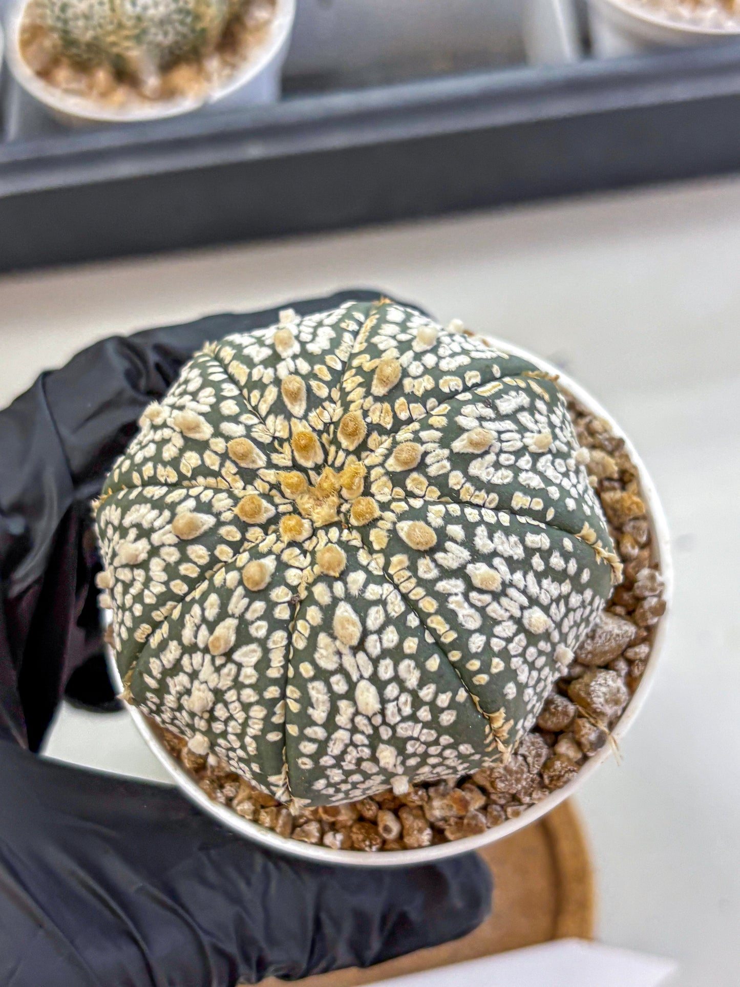 Astrophytum Super Kabuto (at1) (15) | Collection Plant | Rare Cactus