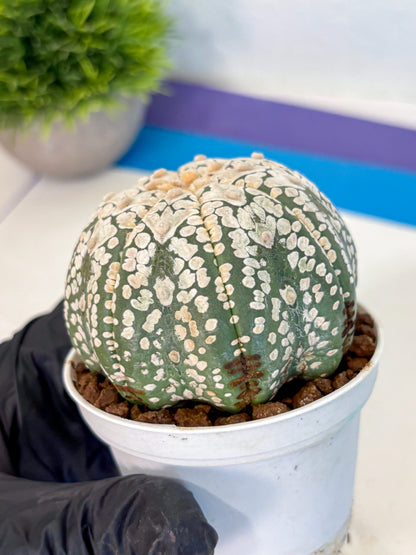 Astrophytum V Type (at4) (15) | Star Cactus