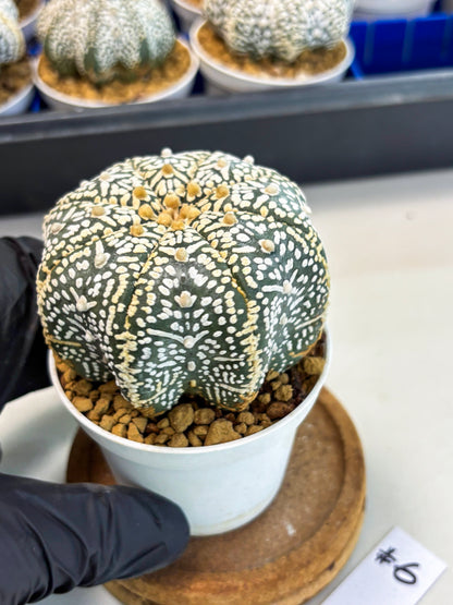 Astrophytum Star Shape (at3) (r6) | Rare Cactus