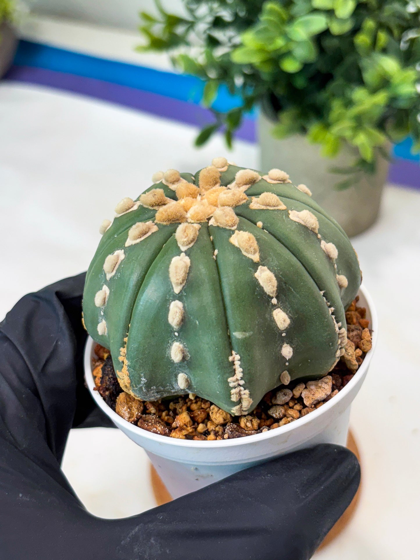 Astrophytum V-Type Nudum (T9) (p6) | Imported Plants