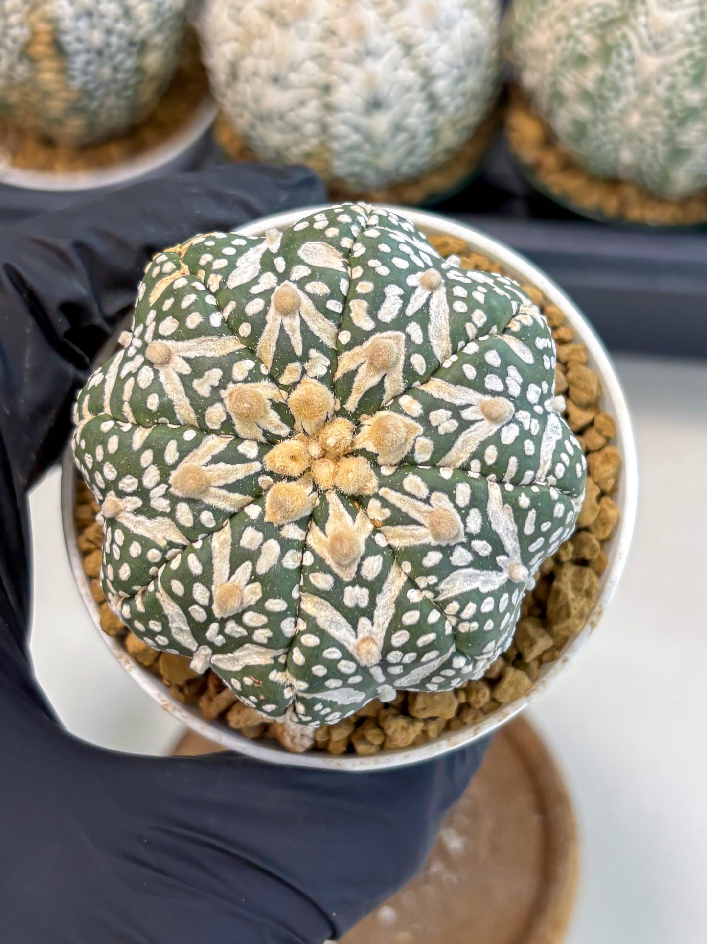 Astrophytum V-Type (at6) (r7) | Rare Star Cactus