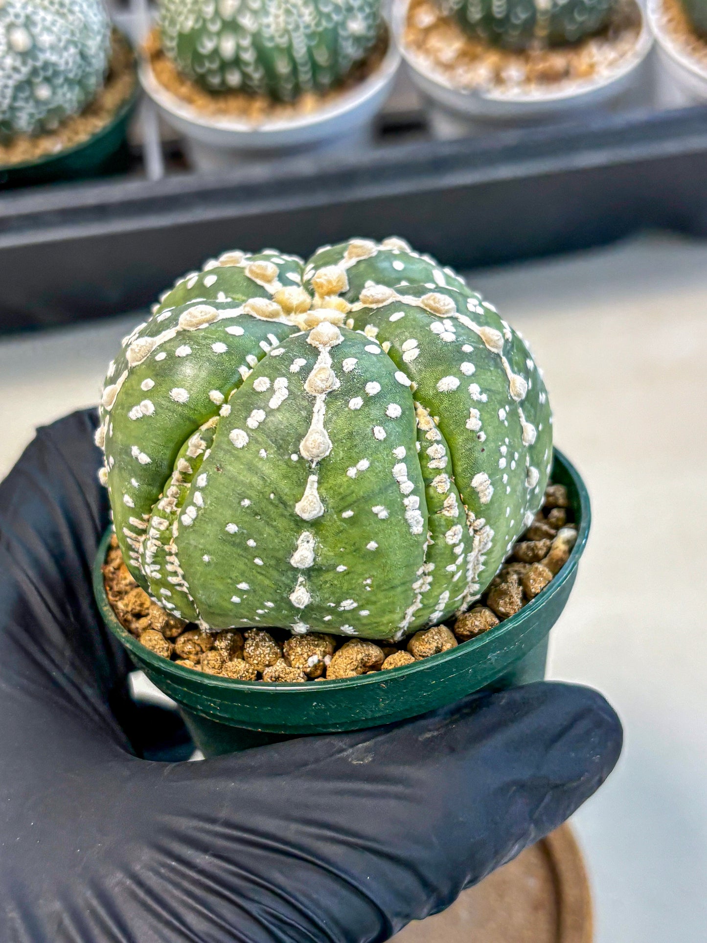Astrophytum 5-Ribs (at7) (r2) | Living Rocks