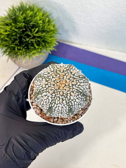 Astrophytum Super Kabuto (at1) (15) | Collection Plant | Rare Cactus