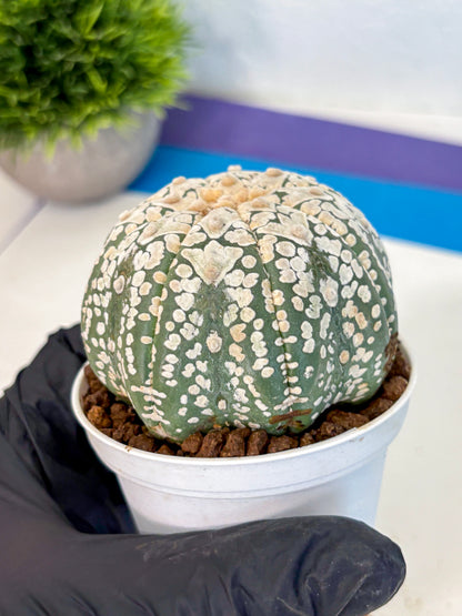 Astrophytum V Type (at4) (15) | Star Cactus