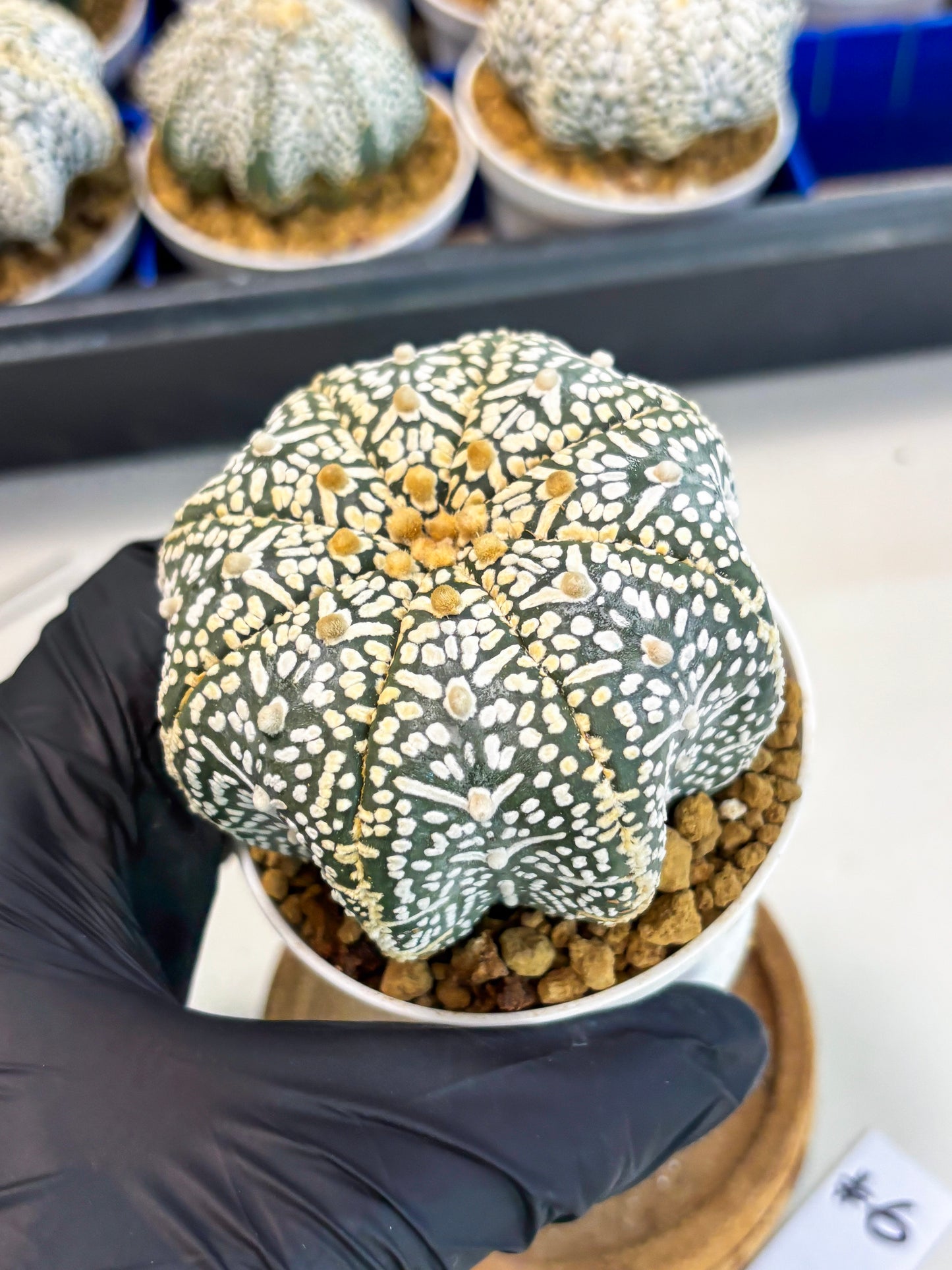 Astrophytum Star Shape (at3) (r6) | Rare Cactus