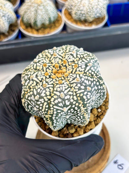 Astrophytum Star Shape (at3) (r6) | Rare Cactus