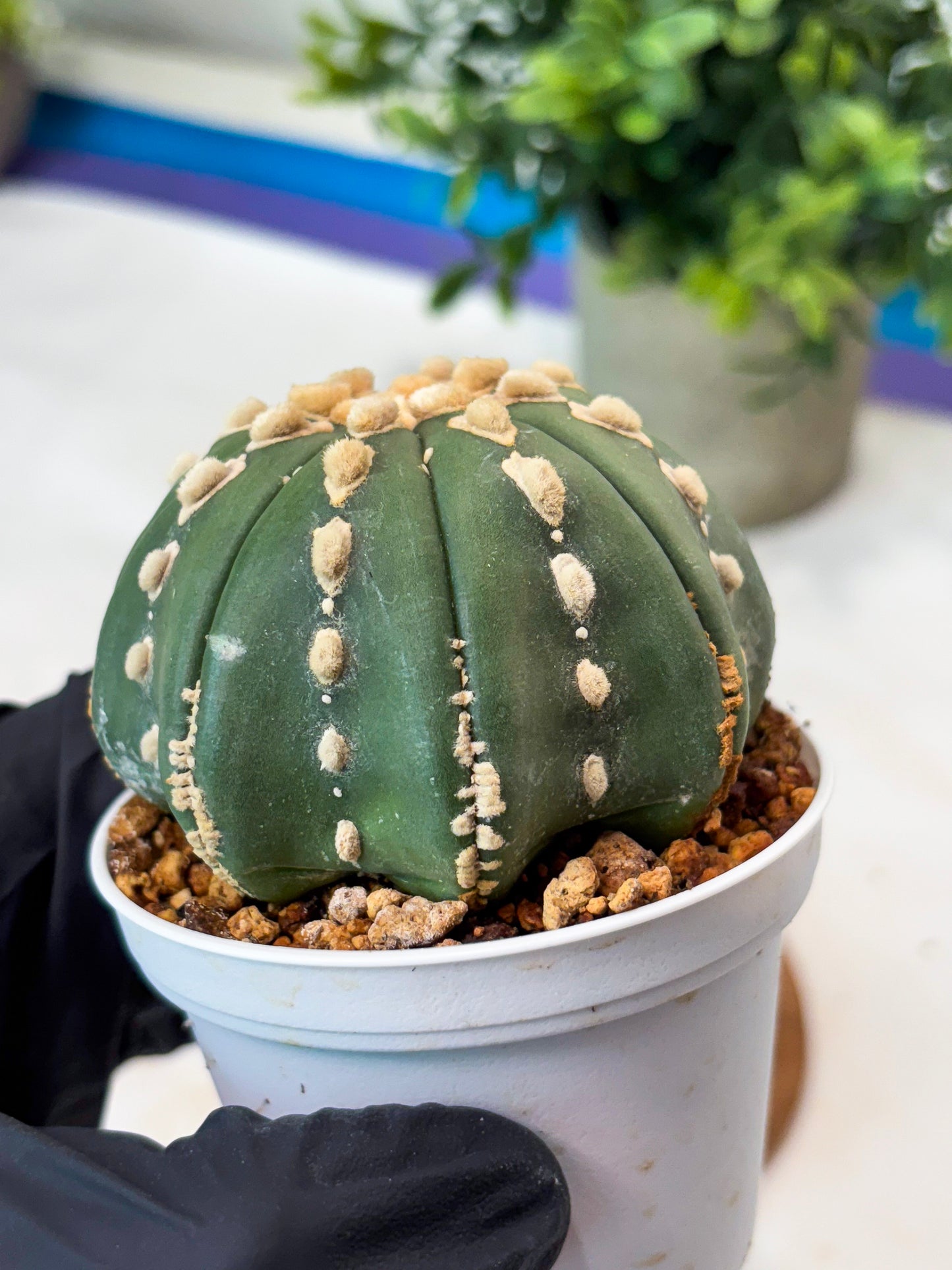 Astrophytum V-Type Nudum (T9) (p6) | Imported Plants