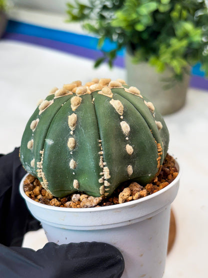 Astrophytum V-Type Nudum (T9) (p6) | Imported Plants