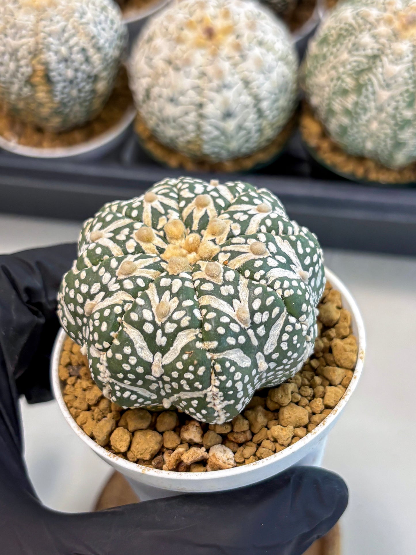 Astrophytum V-Type (at6) (r7) | Rare Star Cactus