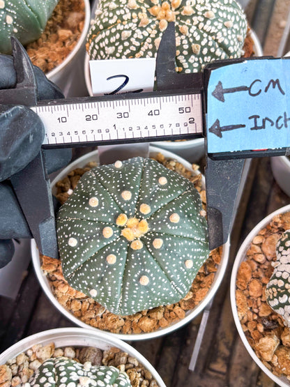 Astrophytum Super Kabuto (t12) (r2) | 3" Pot