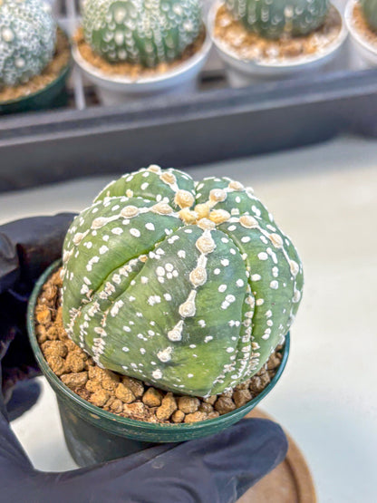 Astrophytum 5-Ribs (at7) (r2) | Living Rocks