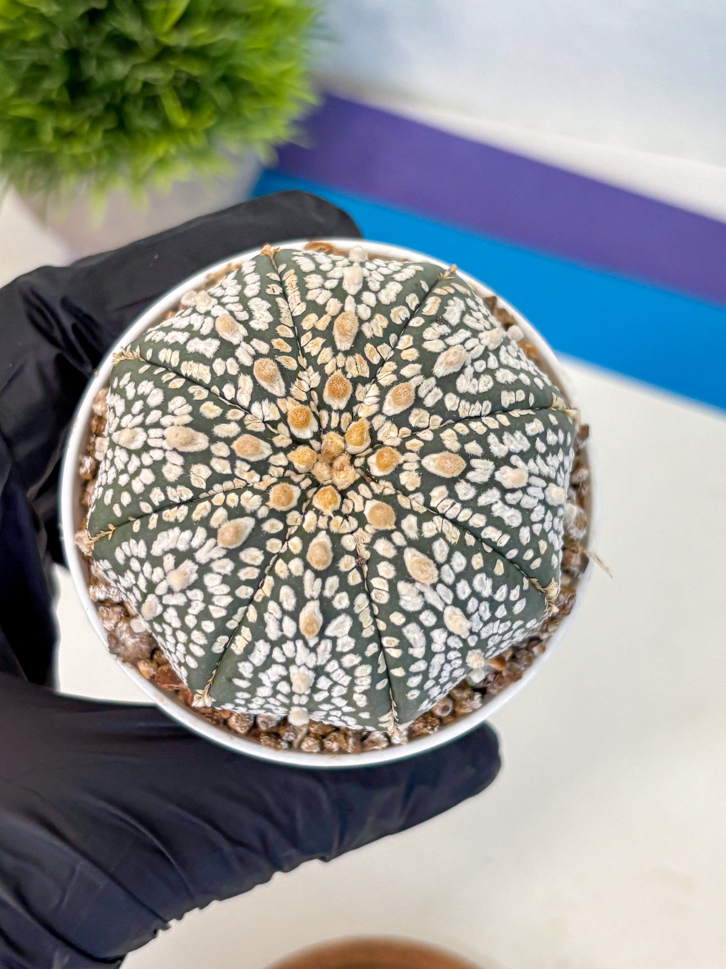 Astrophytum Super Kabuto (at1) (15) | Collection Plant | Rare Cactus