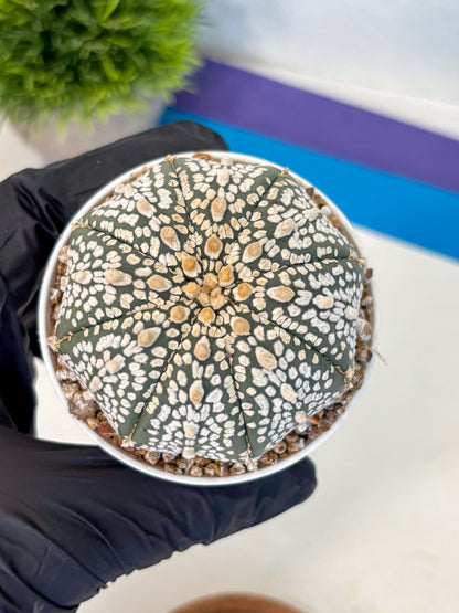 Astrophytum Super Kabuto (at1) (15) | Collection Plant | Rare Cactus