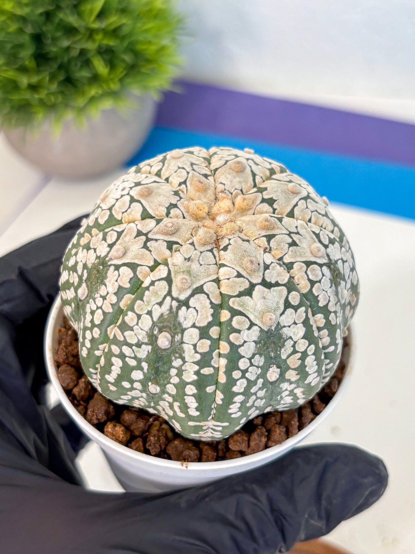 Astrophytum V Type (at4) (15) | Star Cactus