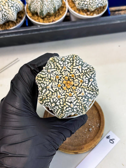 Astrophytum Star Shape (at3) (r6) | Rare Cactus