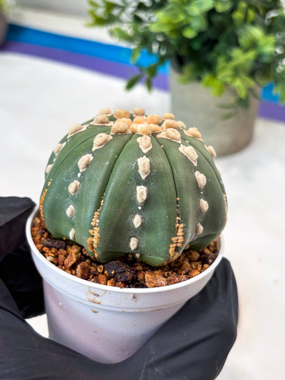 Astrophytum V-Type Nudum (T9) (p6) | Imported Plants