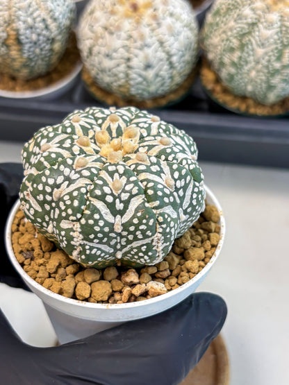 Astrophytum V-Type (at6) (r7) | Rare Star Cactus