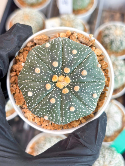 Astrophytum Super Kabuto (t12) (r2) | 3" Pot