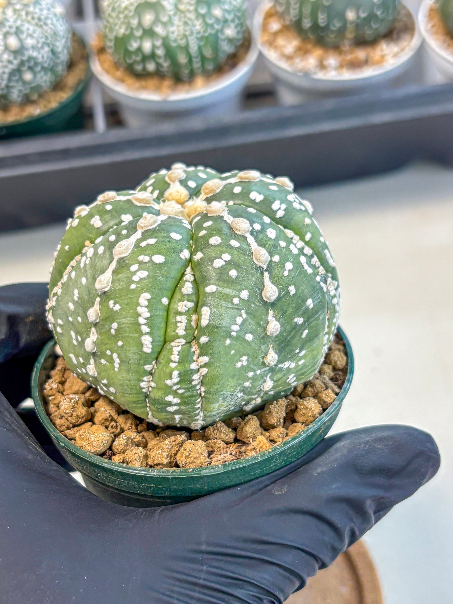 Astrophytum 5-Ribs (at7) (r2) | Living Rocks