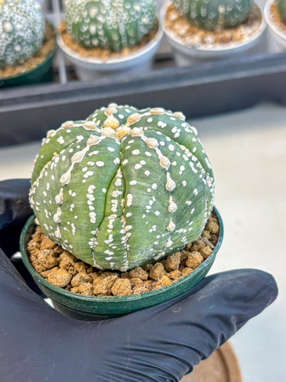Astrophytum 5-Ribs (at7) (r2) | Living Rocks