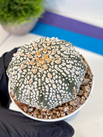Astrophytum Super Kabuto (at1) (15) | Collection Plant | Rare Cactus