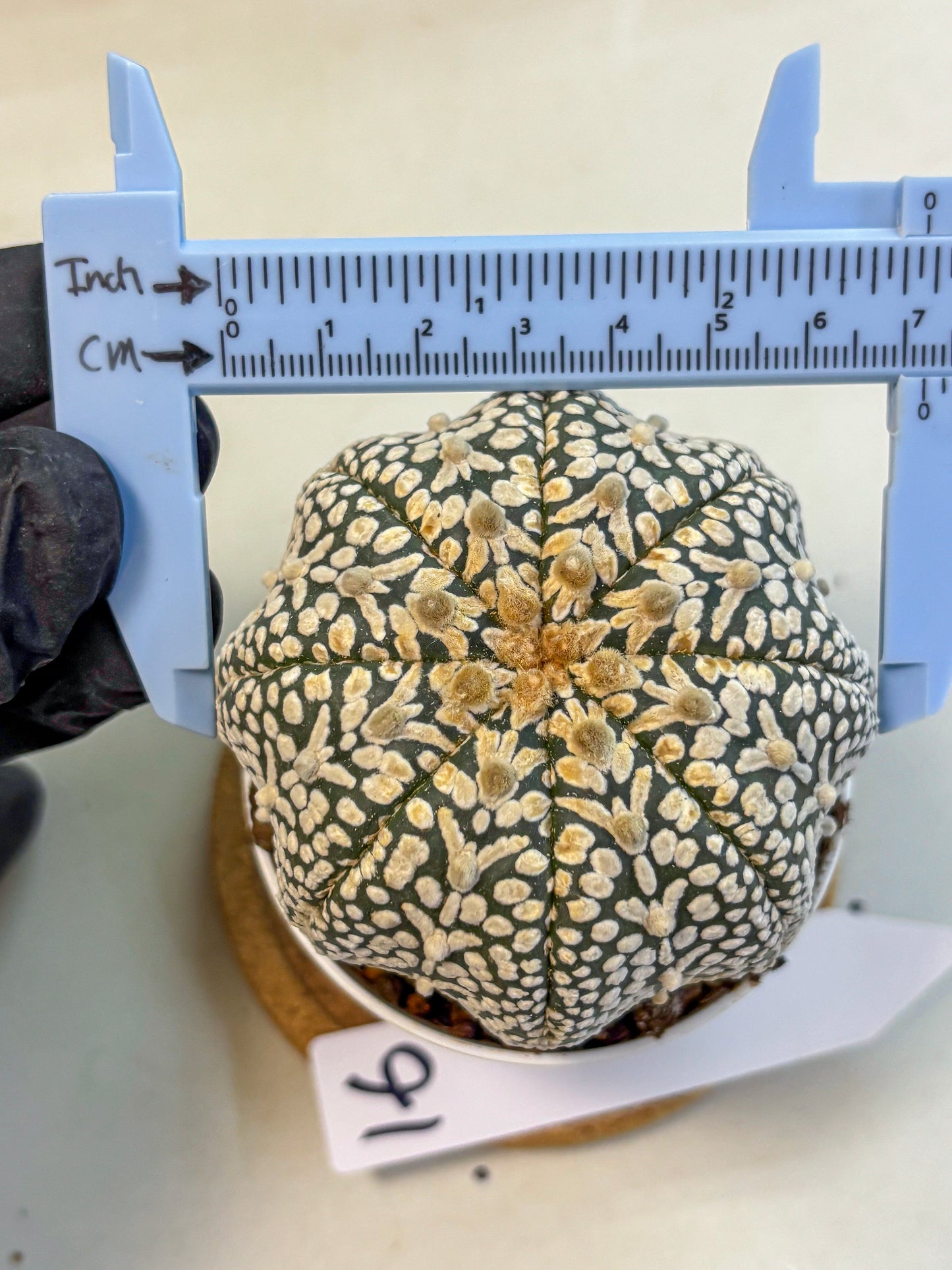 Astrophytum V Type (at4) (16) | Star Cactus