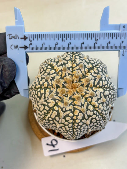Astrophytum V Type (at4) (16) | Star Cactus
