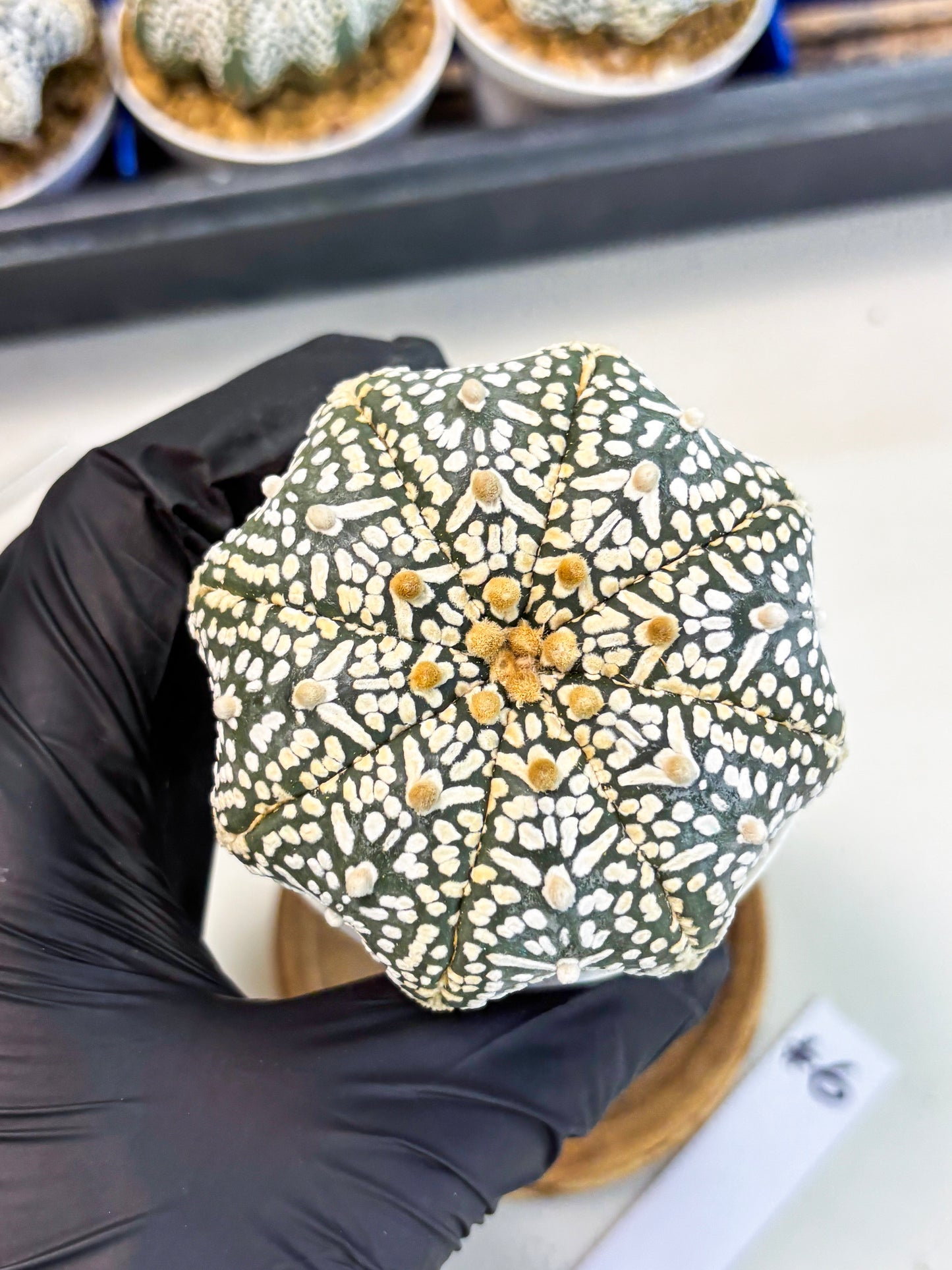 Astrophytum Star Shape (at3) (r6) | Rare Cactus