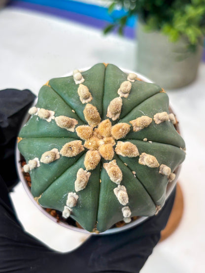 Astrophytum V-Type Nudum (T9) (p6) | Imported Plants