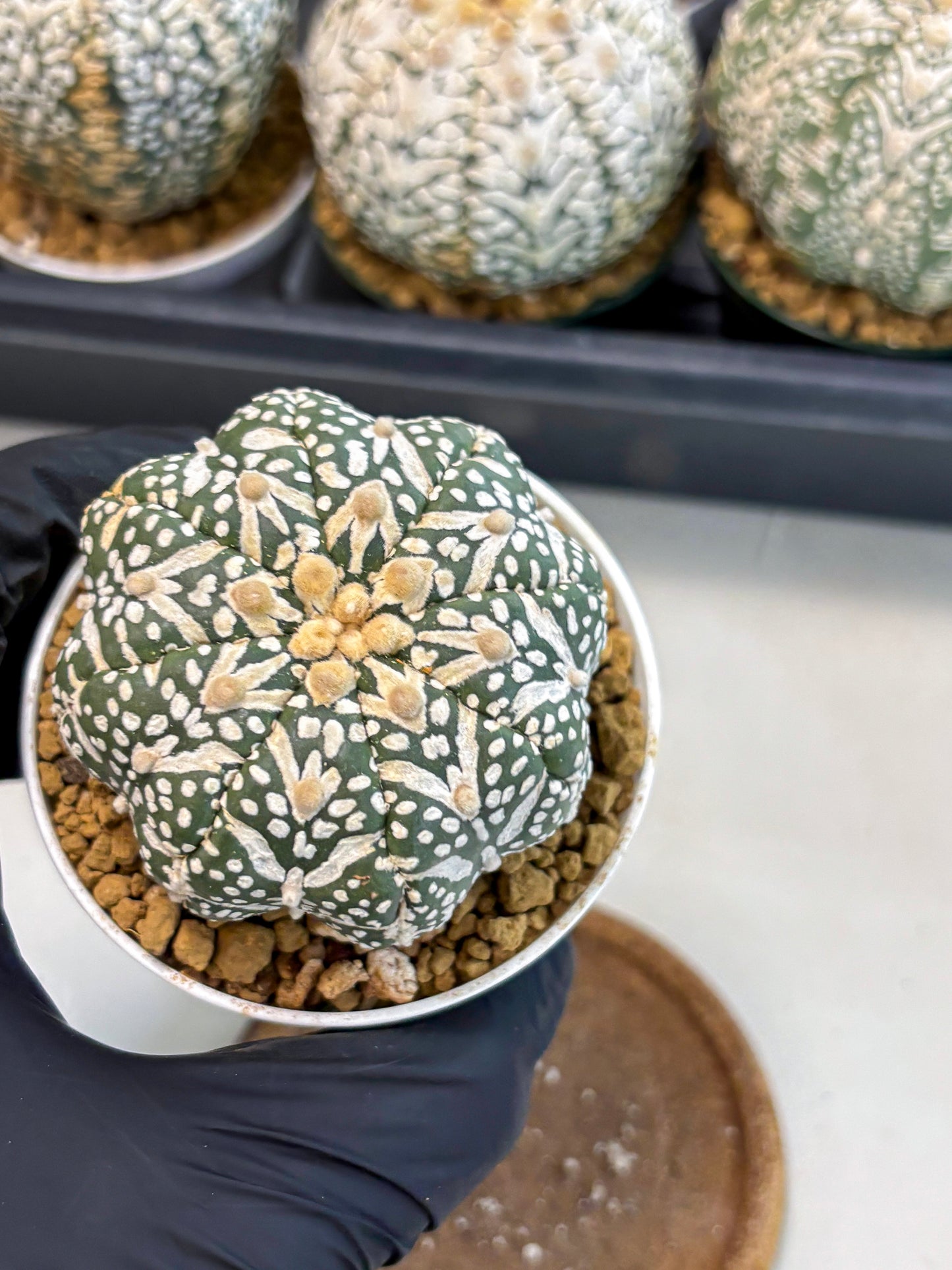 Astrophytum V-Type (at6) (r7) | Rare Star Cactus