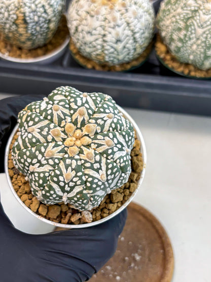 Astrophytum V-Type (at6) (r7) | Rare Star Cactus