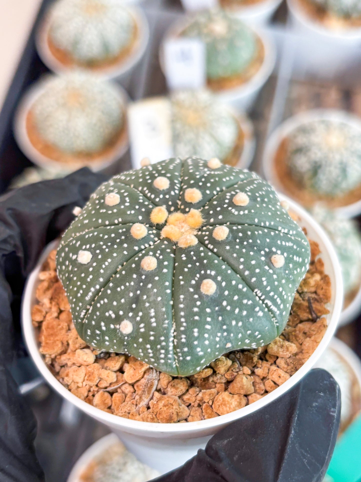 Astrophytum Super Kabuto (t12) (r2) | 3" Pot