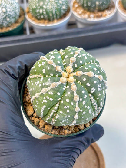 Astrophytum 5-Ribs (at7) (r2) | Living Rocks