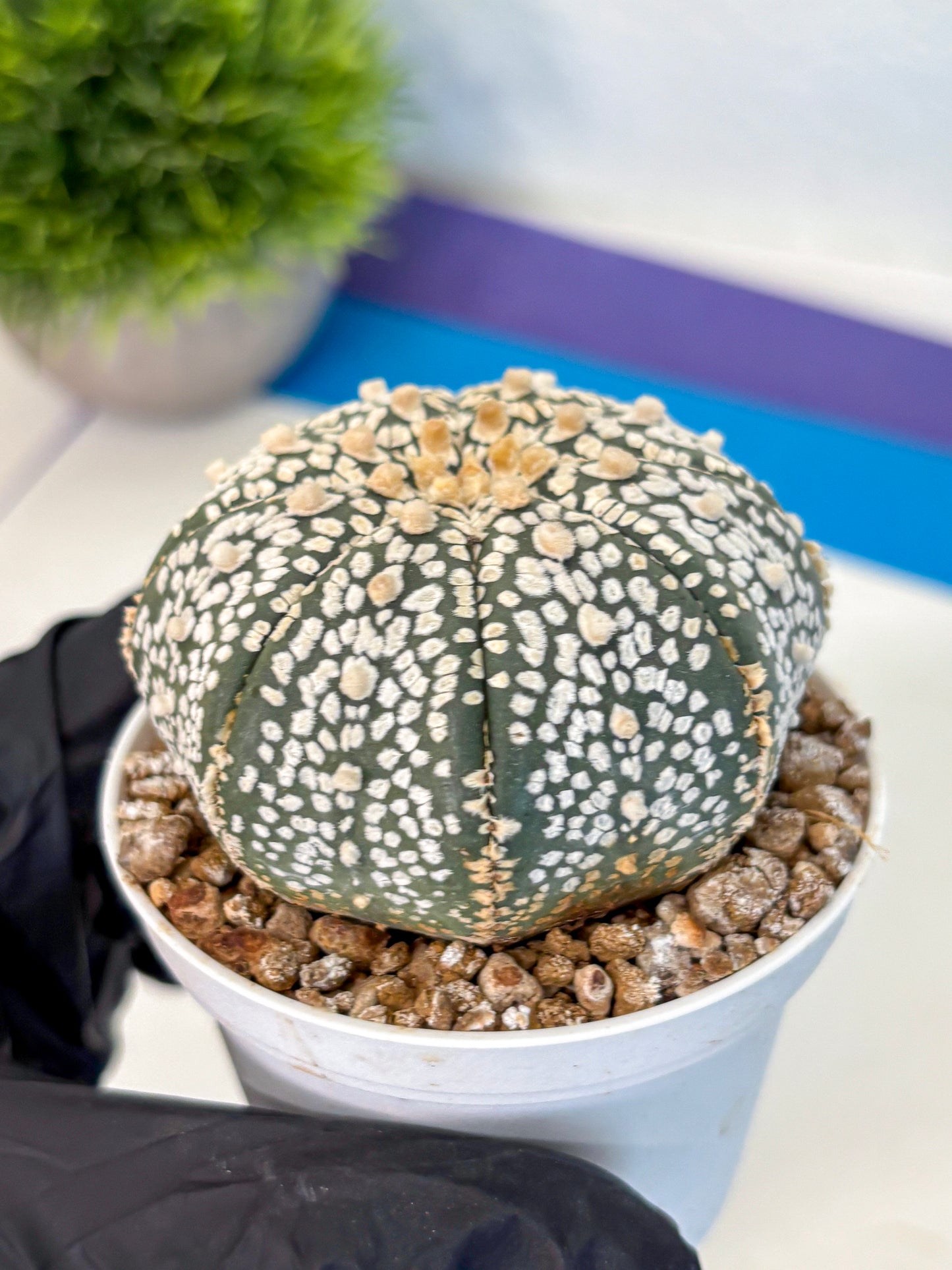Astrophytum Super Kabuto (at1) (15) | Collection Plant | Rare Cactus