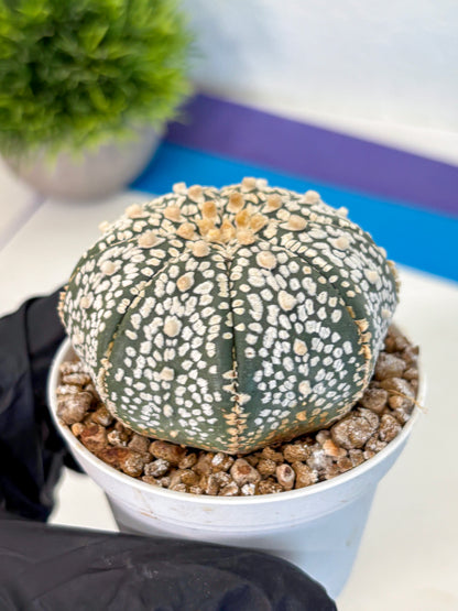Astrophytum Super Kabuto (at1) (15) | Collection Plant | Rare Cactus