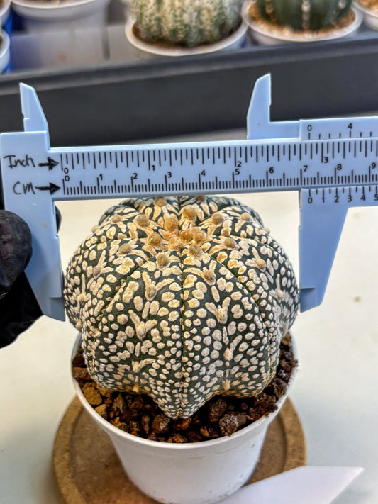 Astrophytum V Type (at4) (16) | Star Cactus
