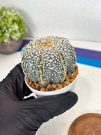 Astrophytum Star Shape (at3) (r6) | Rare Cactus