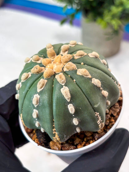 Astrophytum V-Type Nudum (T9) (p6) | Imported Plants