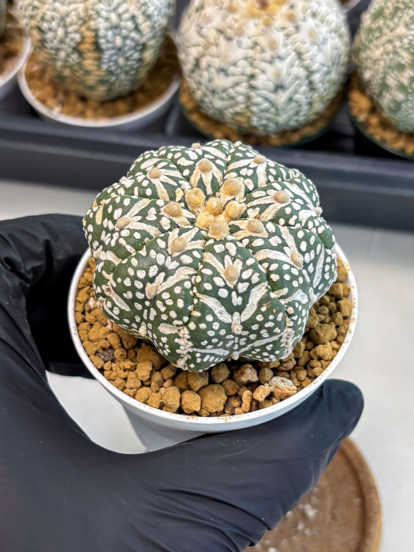 Astrophytum V-Type (at6) (r7) | Rare Star Cactus